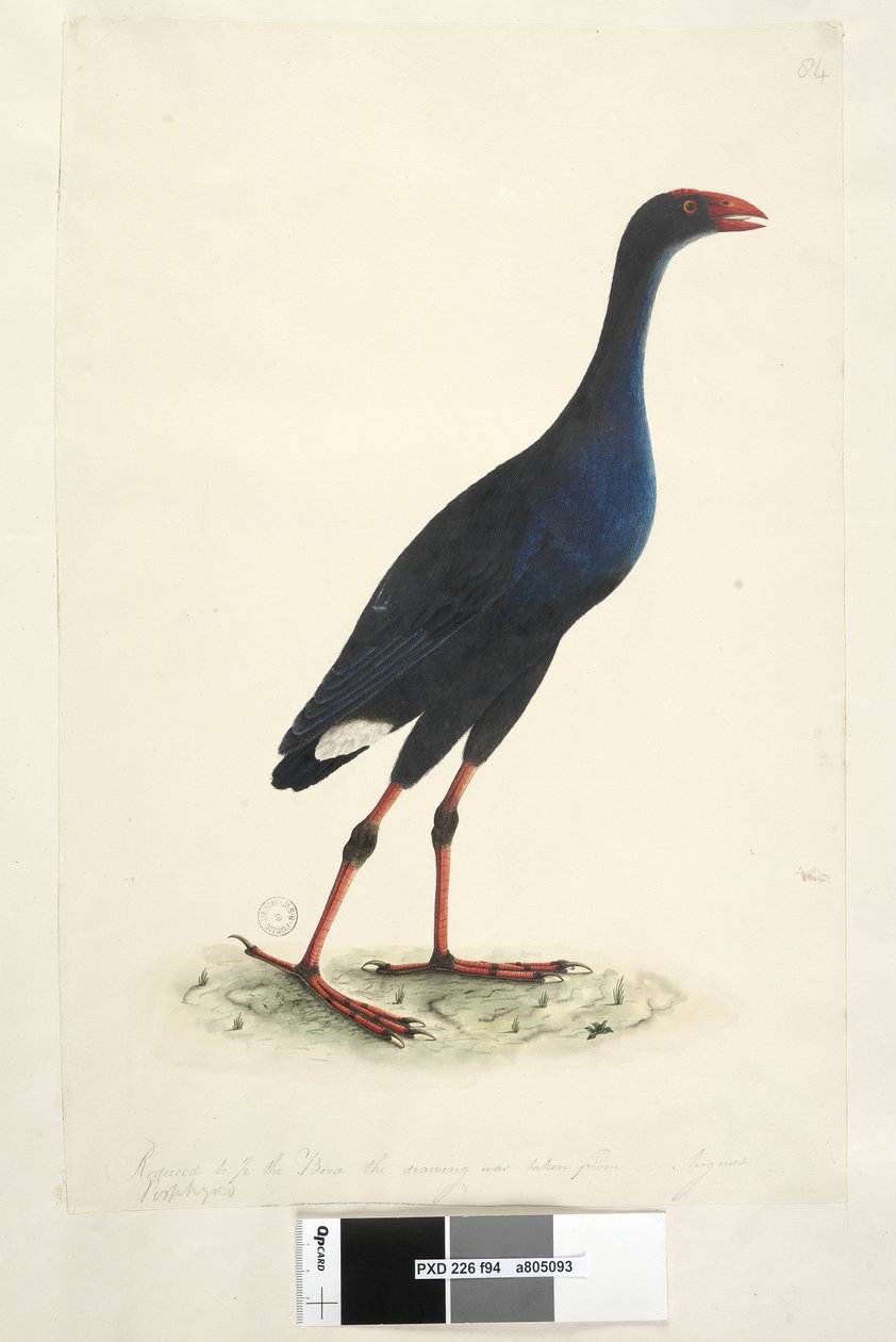 Sida 94. Porphyrio. längs nedre kant i annan hand Minskad till 1/2 av fågeln som teckningen togs ifrån. Augusti östra träskhöna Porphyrio porphyrio Porphyrio melanotus, 1791-92 av Unknown artist