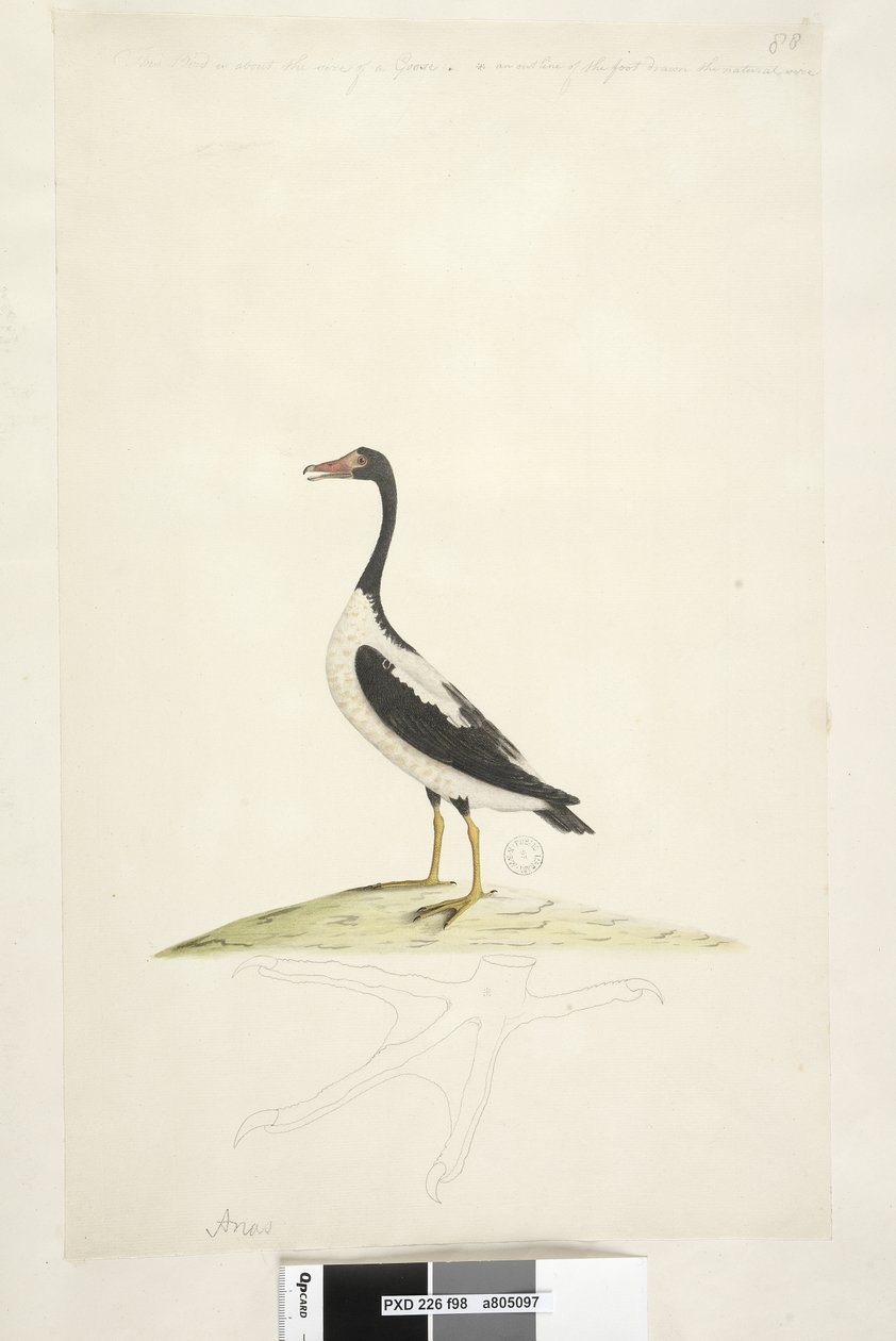 Sida 98. Anas. längs överkanten i annan hand Den här fågeln är ungefär lika stor som en gås. Nedan är en kontur av foten ritad i naturlig storlek Pied Goose Anseranas semipalmata, 1791-92 av Unknown artist