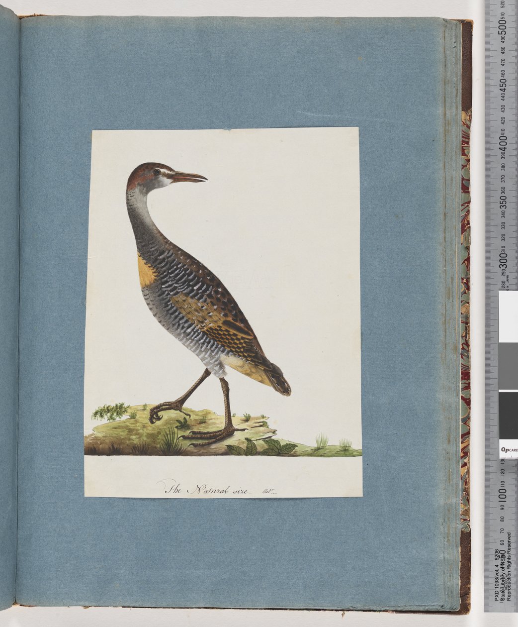 Sida 99. Buff-banded Rail av Unknown artist