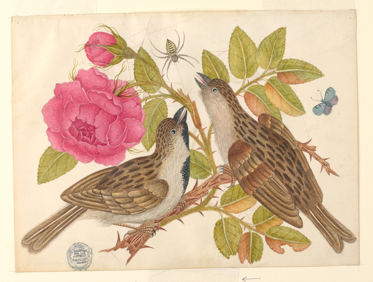 Ett par bruna fåglar på rosenstam med fjäril och spindel av Unknown artist