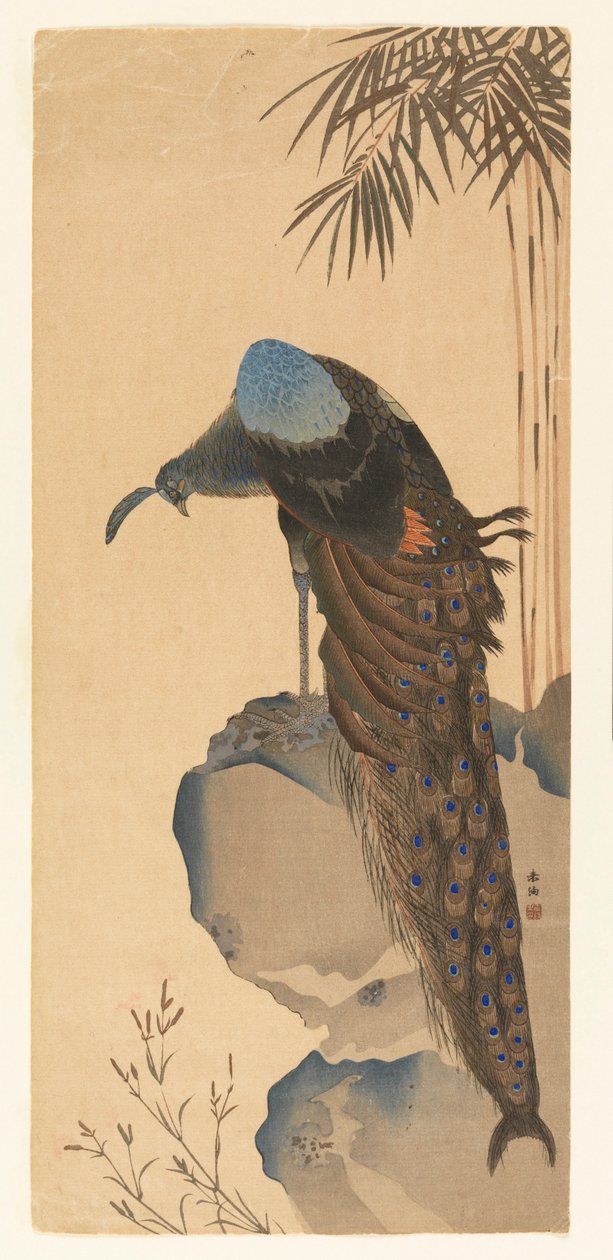 Påfågel av Unknown artist