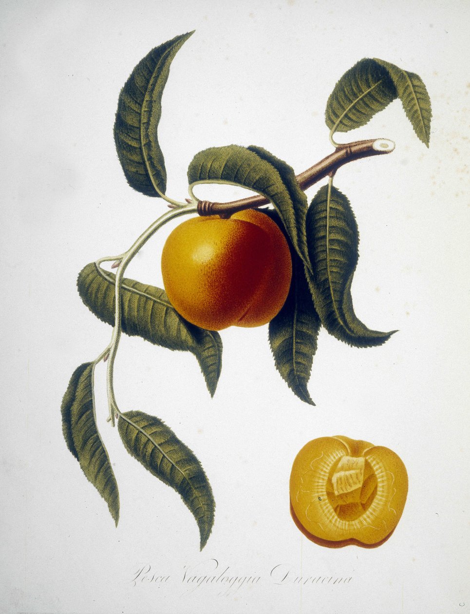 Pesca Vagaloggia Duracina (Fiske och fiskegren). 1800-tals herbarium. av Unknown artist