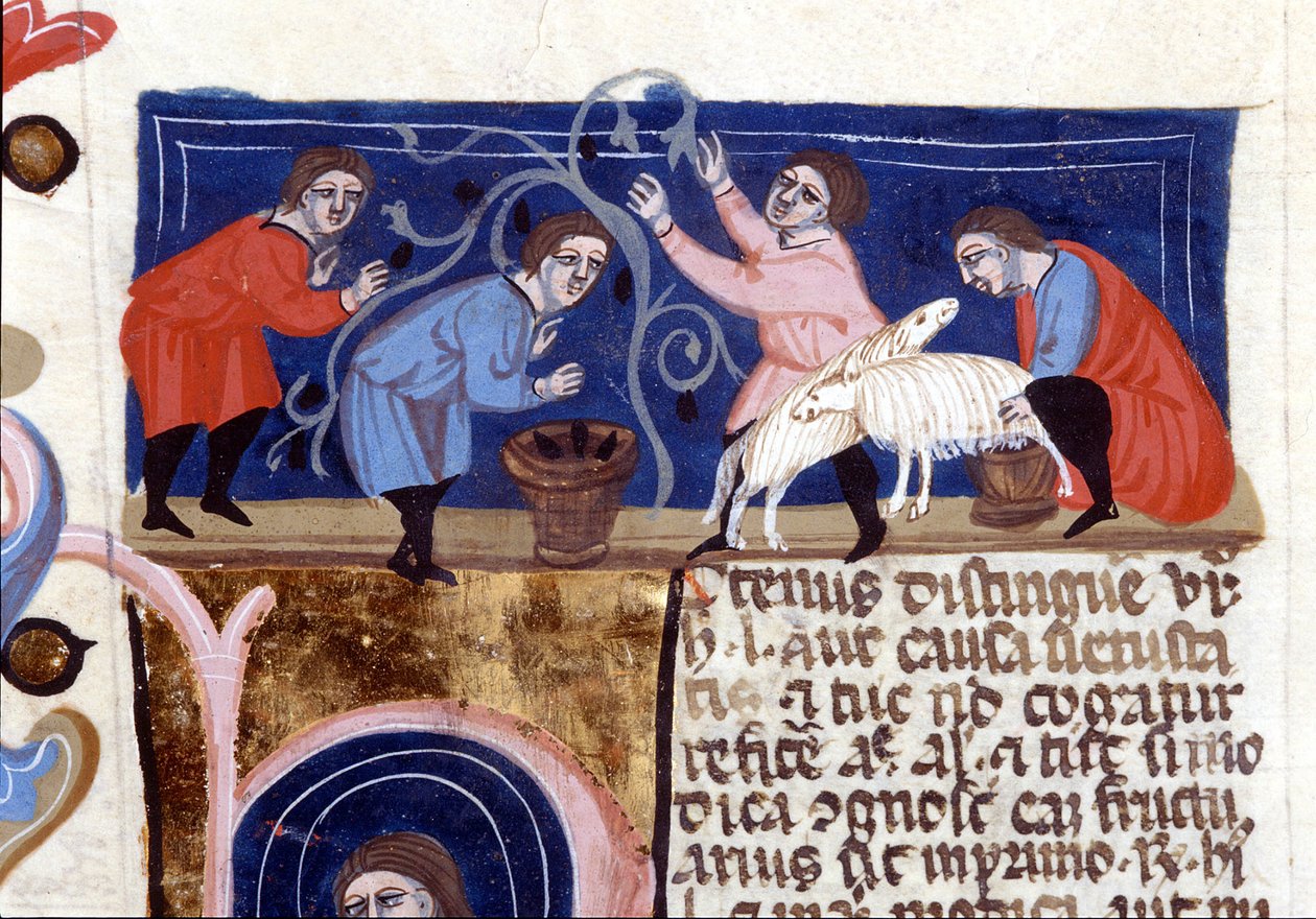 Plocka frukt och mjölka fårmjölk. Manuskript från 1300-talet. biblioteca Nazionale Braidense. Milano av Unknown artist