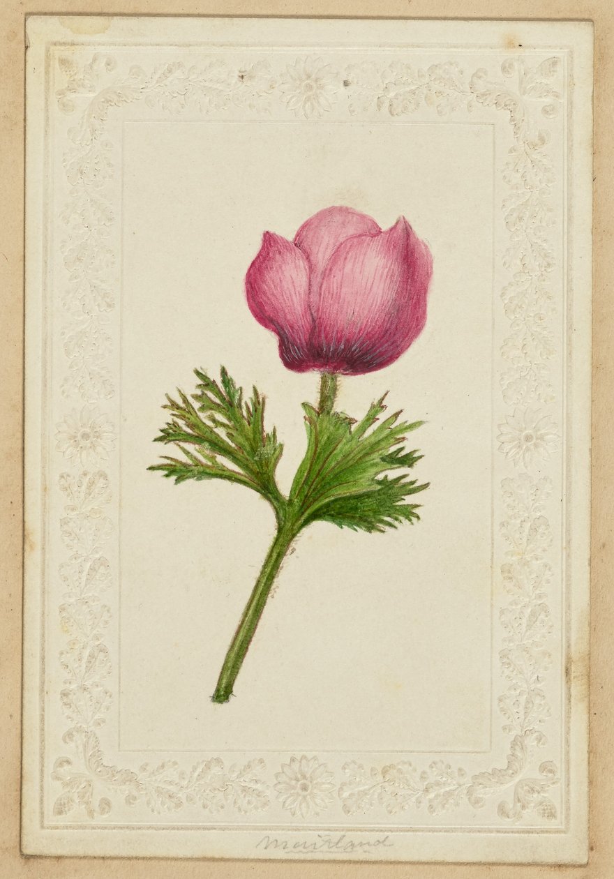 [Anteckningskort med rosa blommor] av Unknown artist