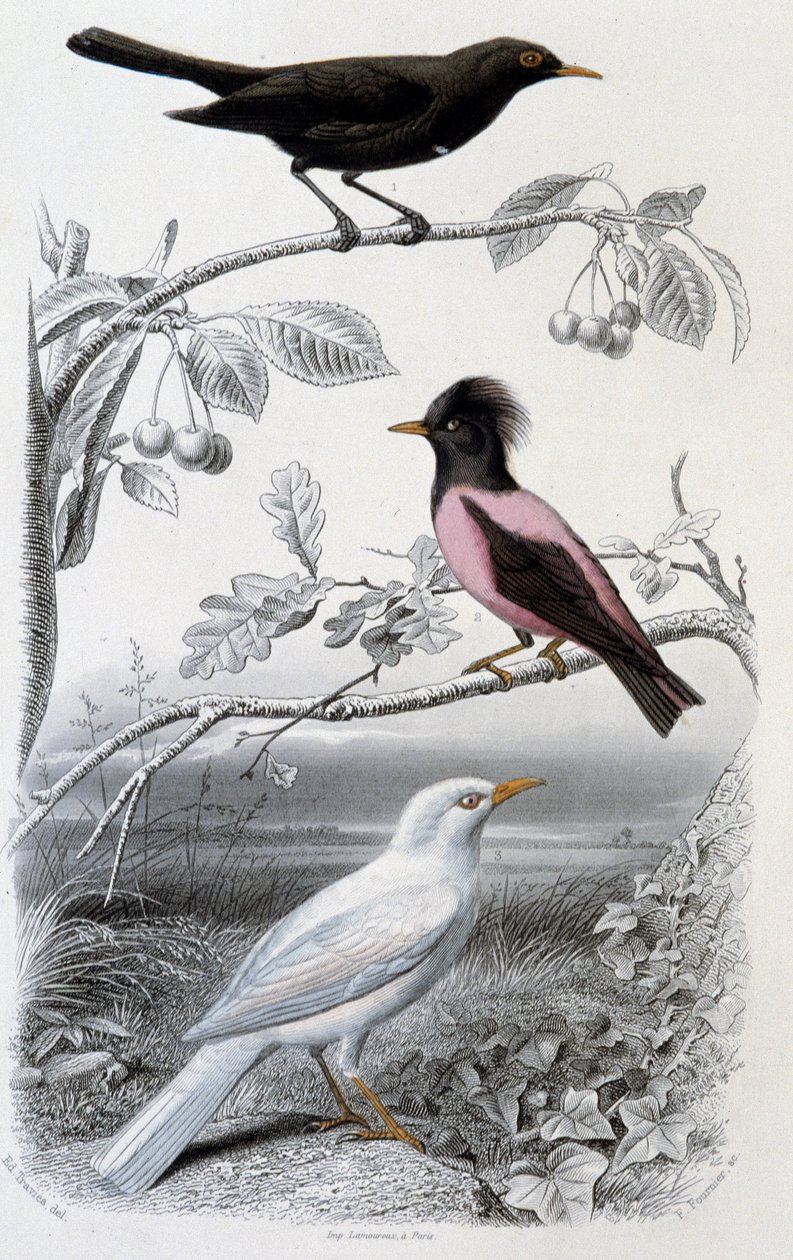 Naturhistorisk tallrik: Koltrast, vit koltrast och rosa koltrast - i ””Oeuvres de Buffon””, red. Furne Jouvet & cie, Paris av Unknown artist
