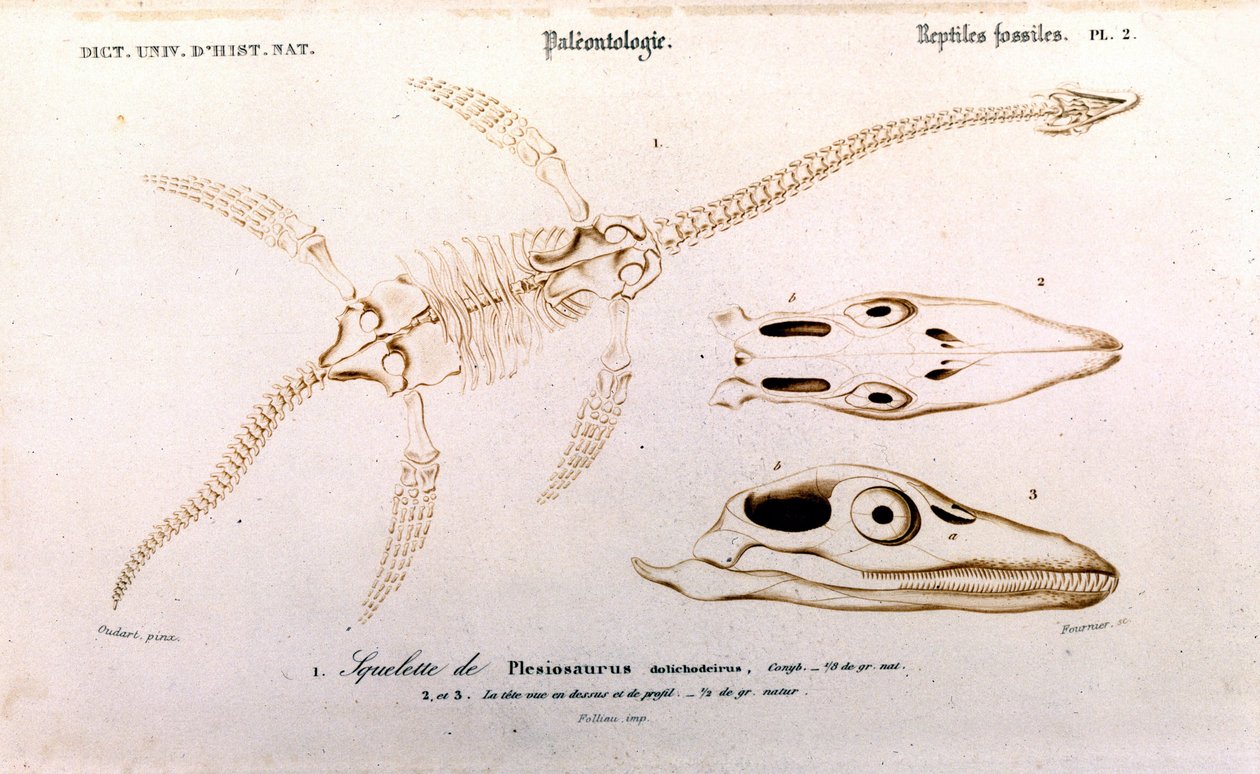 Plesiosaur från Universal Dictionary of Natural History av Unknown artist