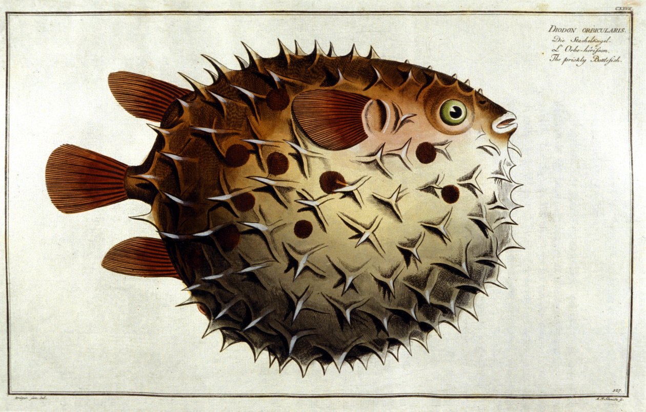 Piggsvinsfisk efter Marc Elieser Bloch Ichtyologie Paris - Berlin - London 1787. av Unknown artist