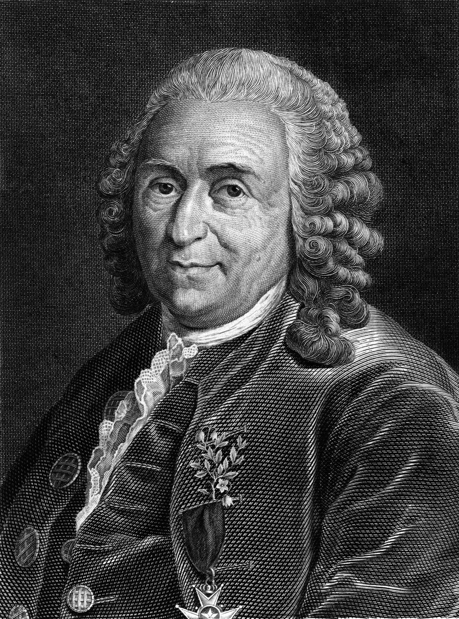 Porträtt av Carl Von Linné svensk naturforskare och författare (1707 - 1778). Sd. gravyr från 1800-talet. av Unknown artist