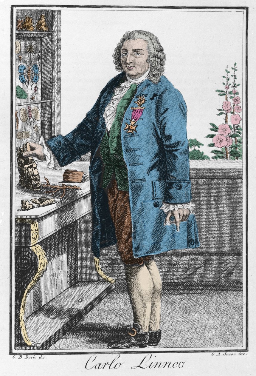 Porträtt av Charles Linne (Carl von Linne, Linneus av Unknown artist
