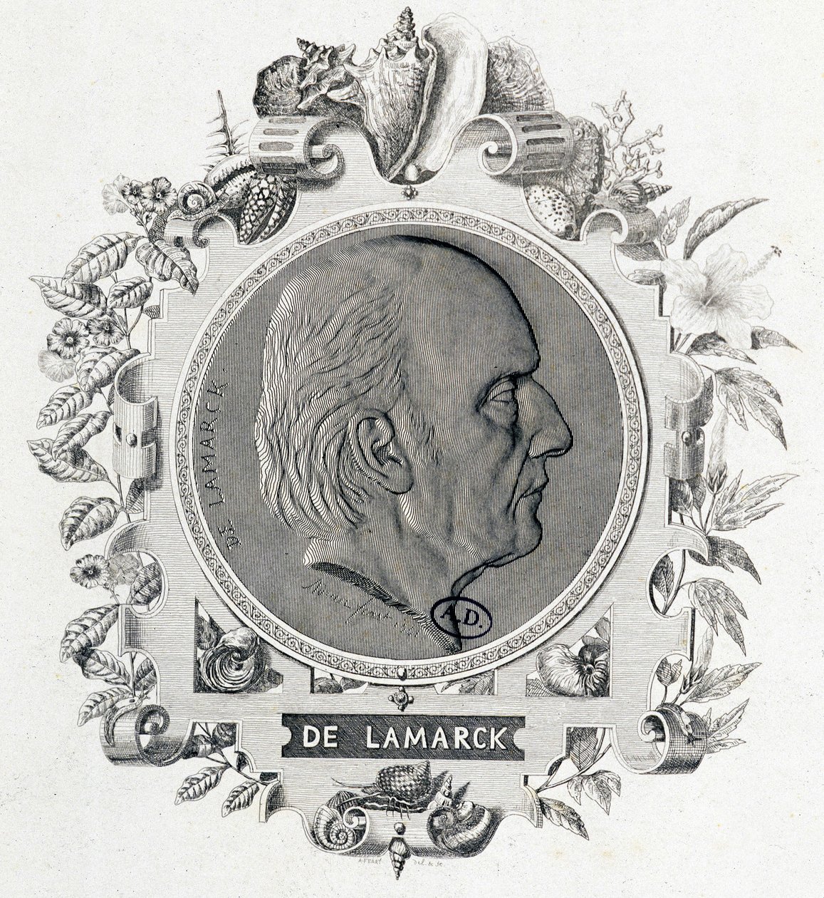 Porträtt av Jean Baptiste Lamarck - gravyr av Unknown artist