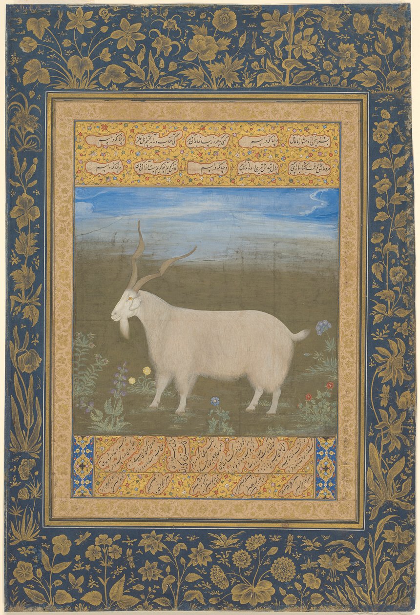 Porträtt av en ladakhisk bergsget av Unknown artist