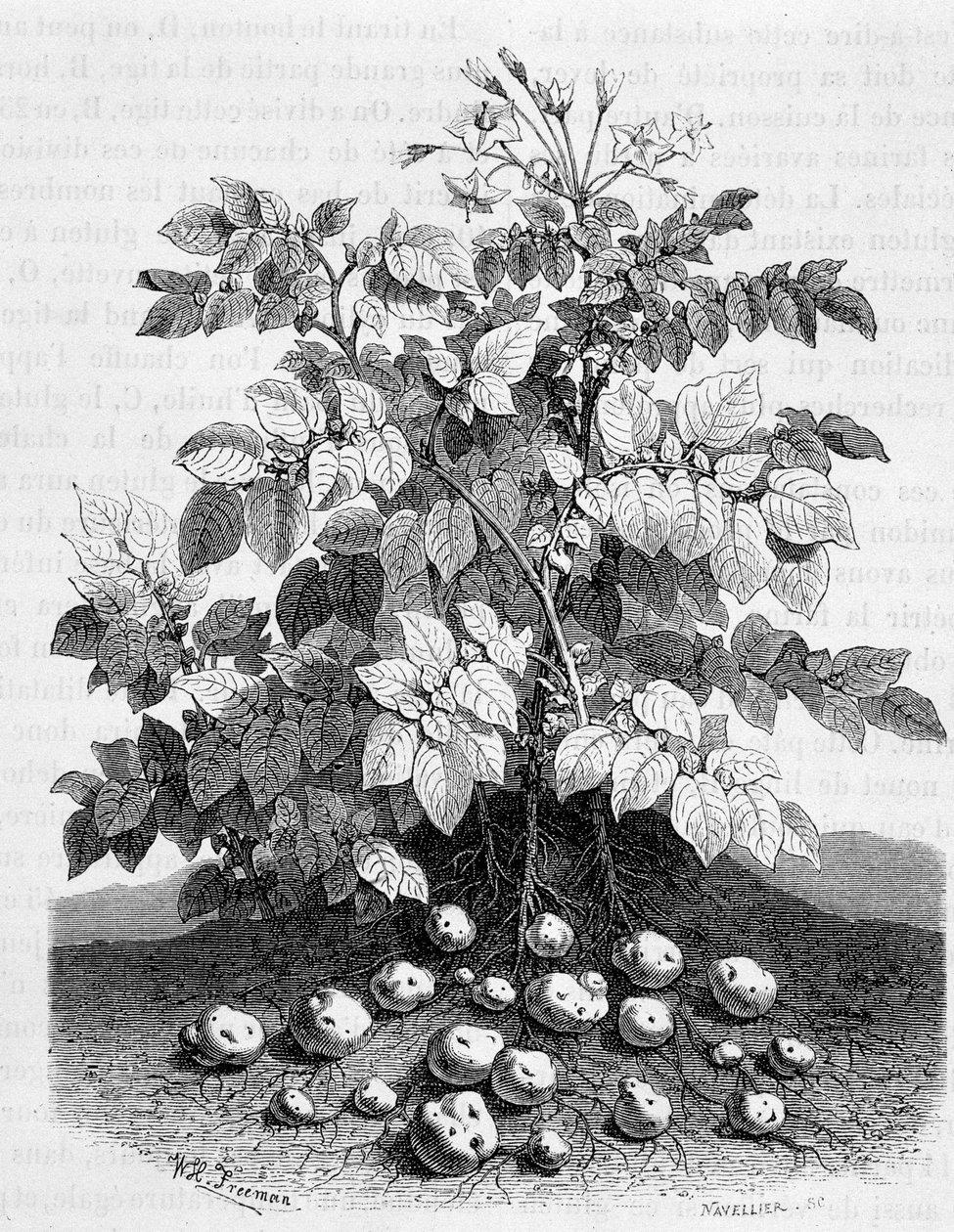 Potatis och stärkelsehaltiga knölar av dess rötter - fikonträd av Unknown artist