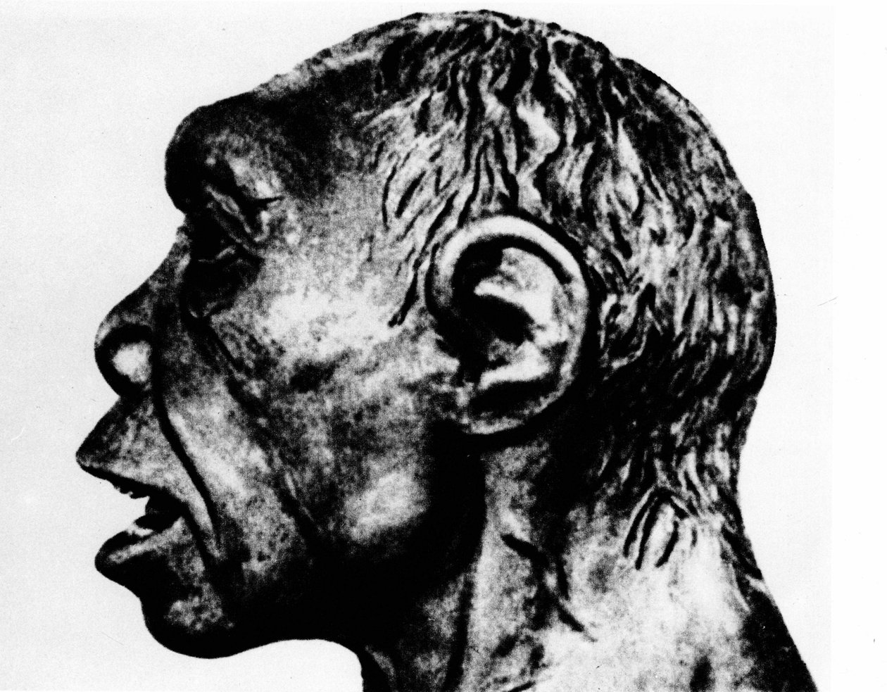 Förhistoria: Återuppförande av Broken Hill-mannen (profilansikte), enligt Schultz. av Unknown artist