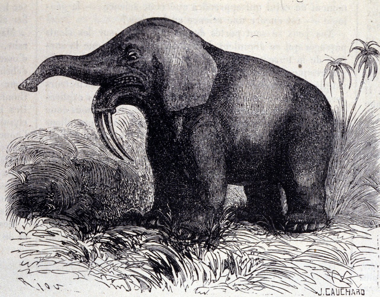Förhistoria: representation av en Dinotherium, typ av patchyderm. av Unknown artist