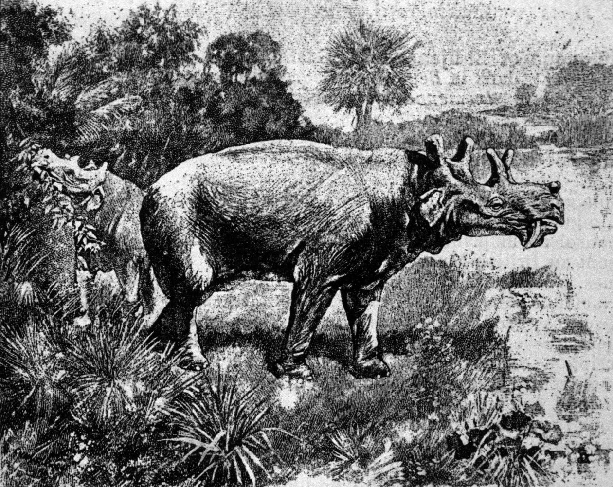 Förhistoria: representation av en fyrhornig Uintatherium-dinosaurie. av Unknown artist