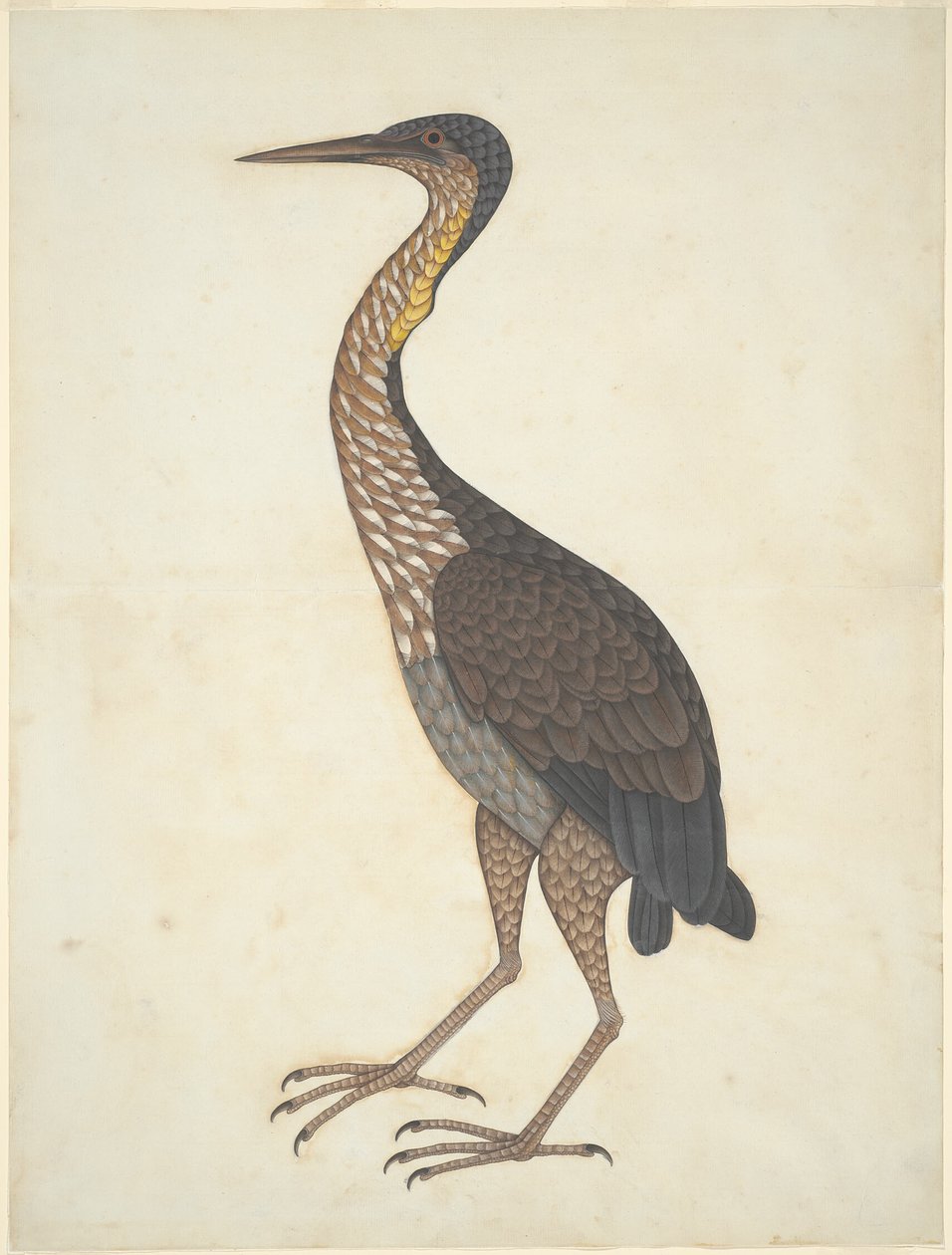Purpurhäger (Ardea purpurea) av Unknown artist