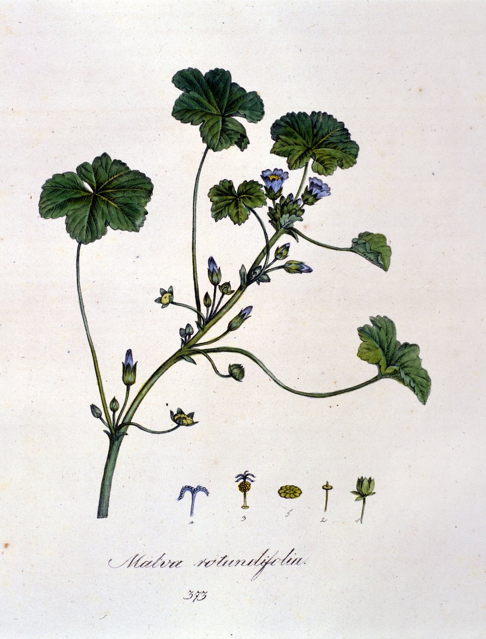 Lila: ört vars infusion har lugnande effekter. av Unknown artist
