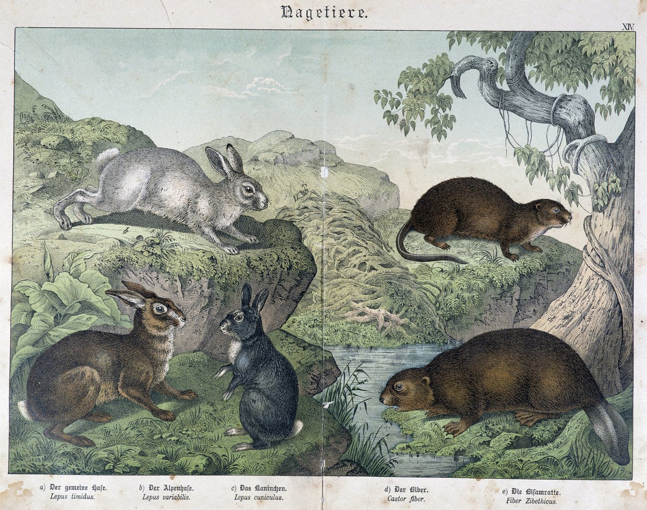 Kanin, bäver - i "" Natural History of Mammals", red. Schreiber av Unknown artist