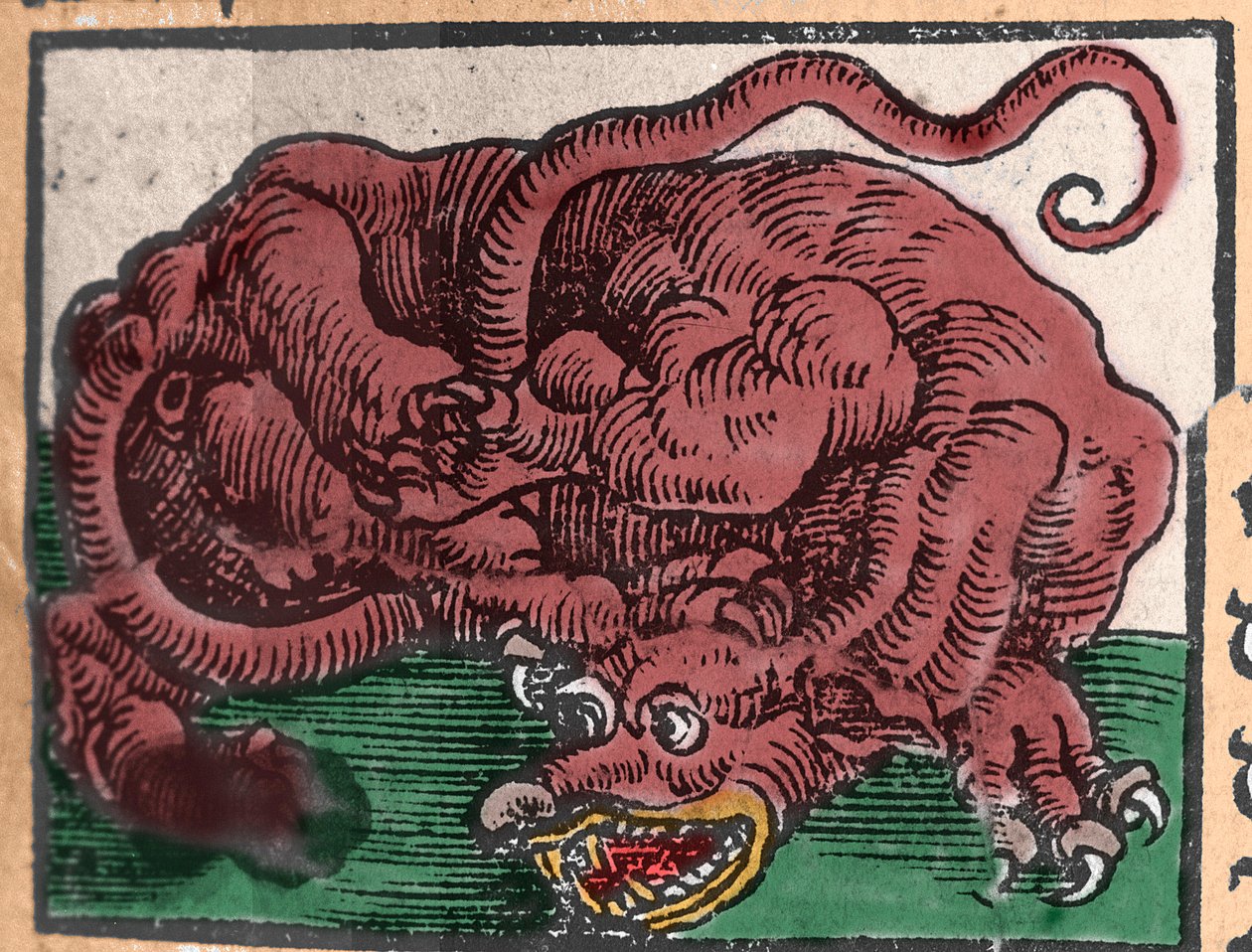 Representation av en drake. Gravyr från "Den Ellen Strength Beste Fromen" av Johann Stumpff. 1550 av Unknown artist