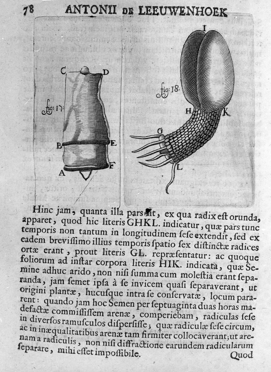 Representation av ett fruktträdsfrö Studie av den holländska handlaren och naturforskaren Antoine van Leeuwenhoek (eller Leeuvenhoek eller Leeuwenhoeck) (eller Antoni eller Anthonie) (1632-1723) Gravyr från "Invetigatio Arcanorum" 1722. av Unknown artist