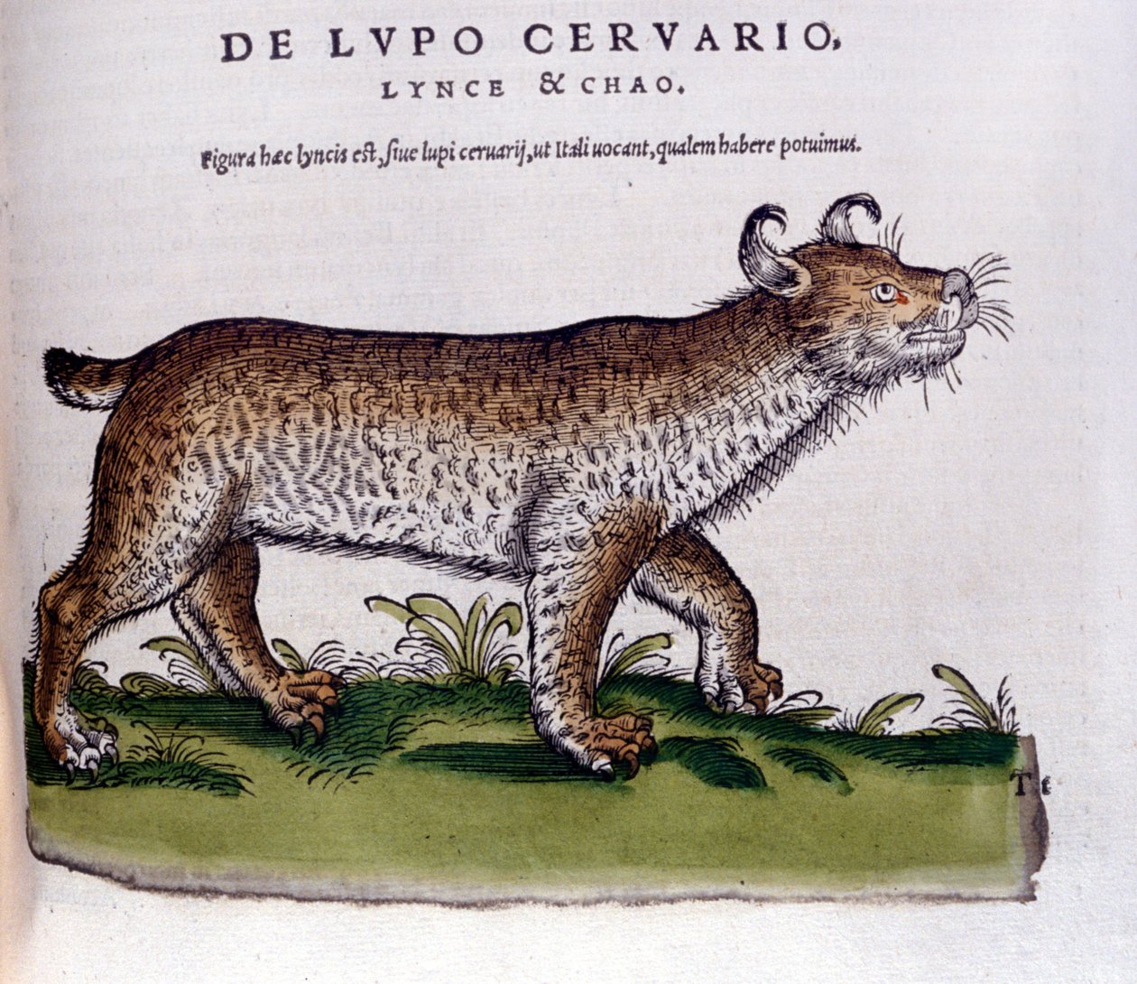 Representation av ett lodjur (varg - rådjur) - Historia Animalium de Conrad Gesner (1516 - 1565), Tiguri av Unknown artist