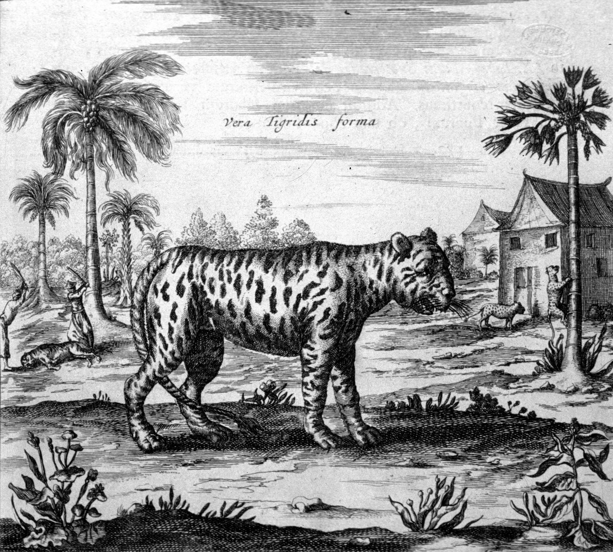 Representation av en tiger, gravyr av "" De China Monumenta"" av Athanasius Kircher av Unknown artist