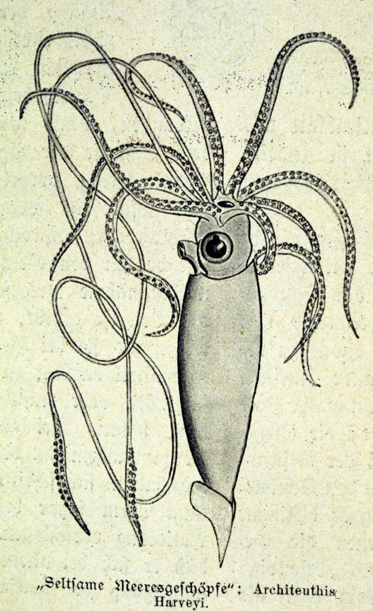 Representation av en Architeuthis Harveyi, jättebläckfisk. av Unknown artist