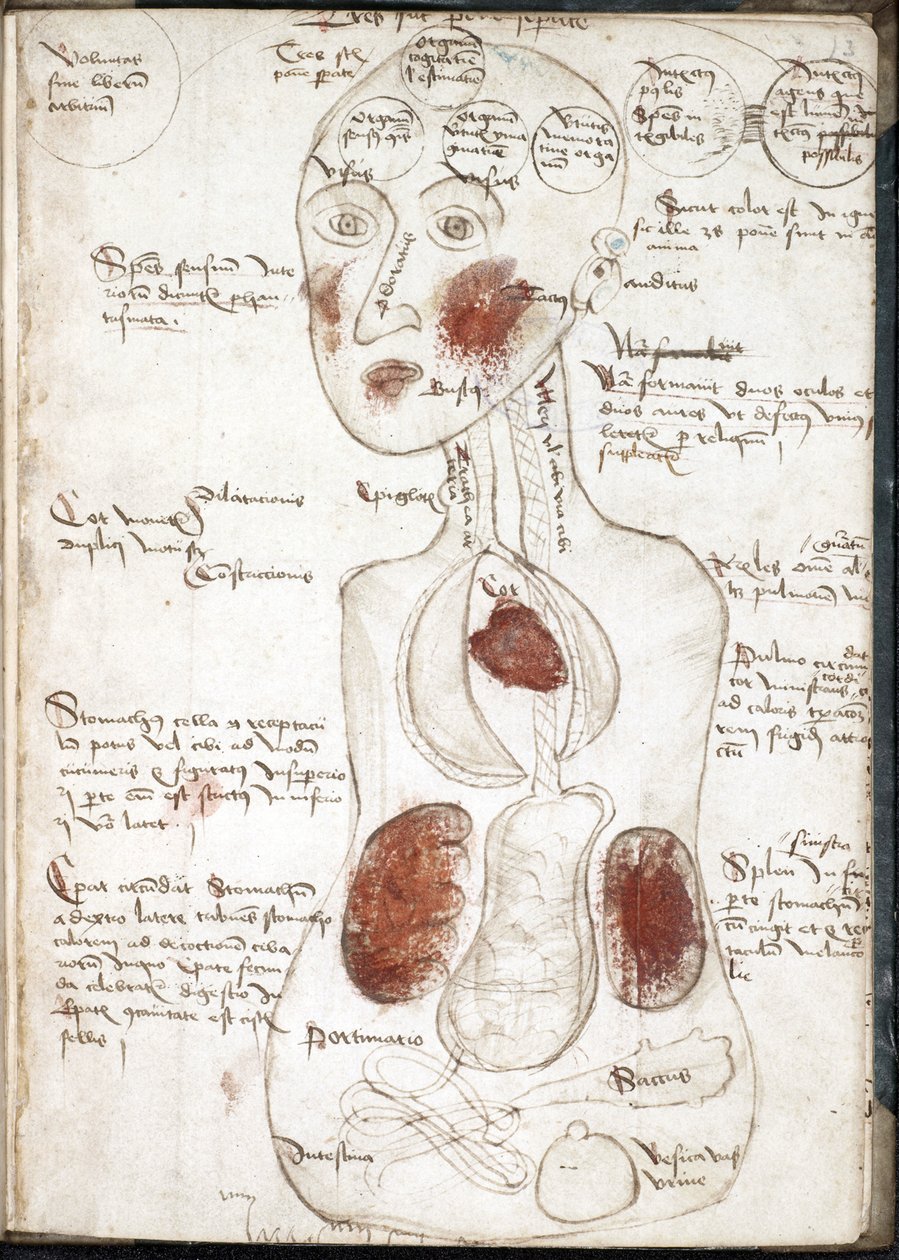 Representation of an Aristotelian Theory of Consciousness (Från: De corpore et anima) - Anonym - 1497 - Akvarell på pergament - 22x15,8 - John Rylands University Library av Unknown artist