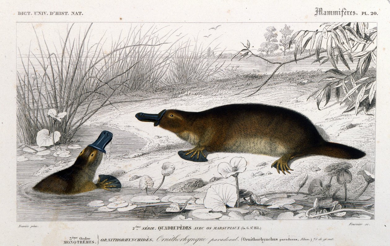 Representation av en Ornithorynch (Ornithorhynchus paradoxus, Blum.). gravyr från "Universal Dictionary of Natural History"" av C. D