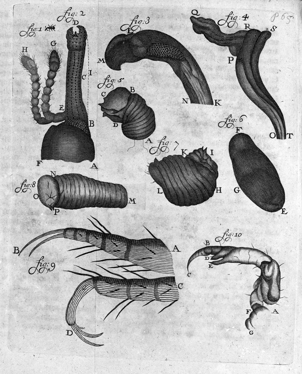 Representation av charancons (curculiones lupi) Studie av den holländska handlaren och naturforskaren Antoine van Leeuwenhoek (eller Leeuvenhoek eller Leeuwenhoeck) (eller Antoni eller Anthonie) (1632-1723) Gravyr från "Invetigatio Arcanorum" 1722. av Unknown artist