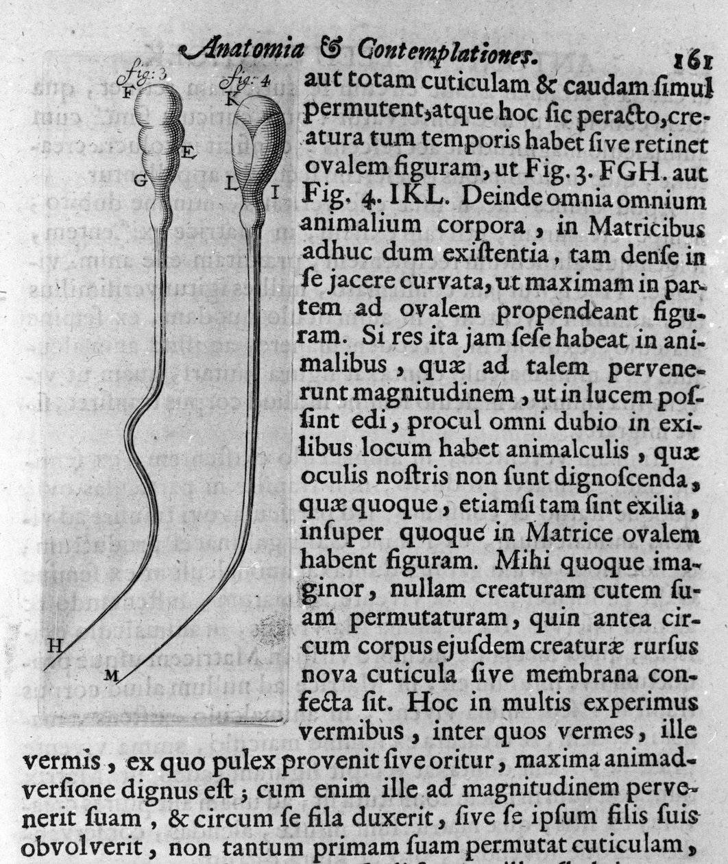 Representation av hundspermatozoider Beskrivning gjord av den holländska handlaren och vetenskapsmannen Antoine van Leeuwenhoek (eller Leeuvenhoek Leeuwenhoeck) (eller Antoni eller Anthonie) (1632-1723). Gravyr från "Investigatio Arcanorum" 1722 av Unknown artist