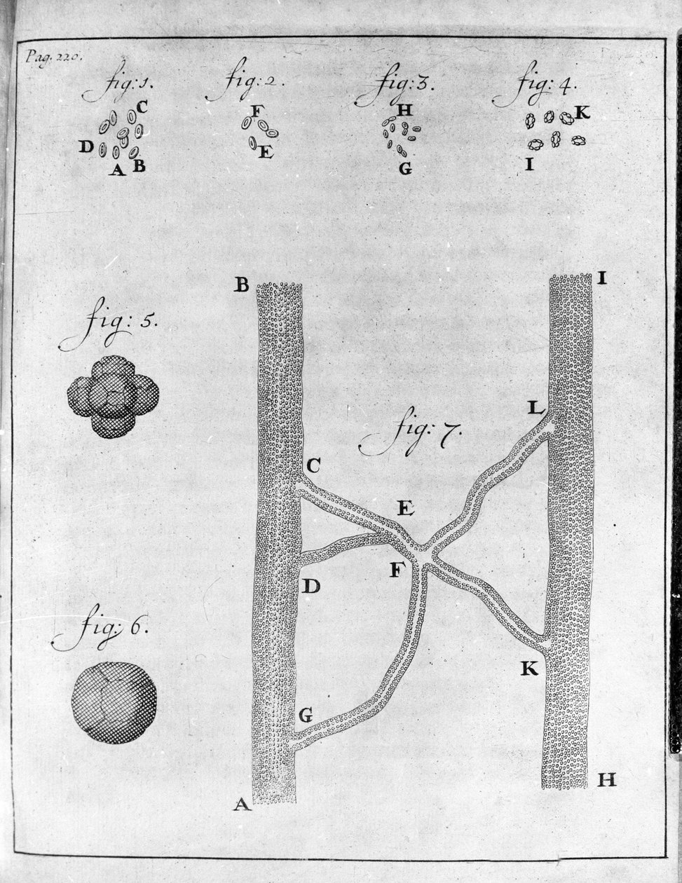 Representation av hematia (röda blodkroppar) hos lax och piggvar Studie av den holländska handlaren och naturforskaren Antoine van Leeuwenhoek (eller Leeuvenhoek eller Leeuwenhoeck) (eller Antoni eller Anthonie) (1632-1723) Gravyr från "Epistolae ad Societ av Unknown artist