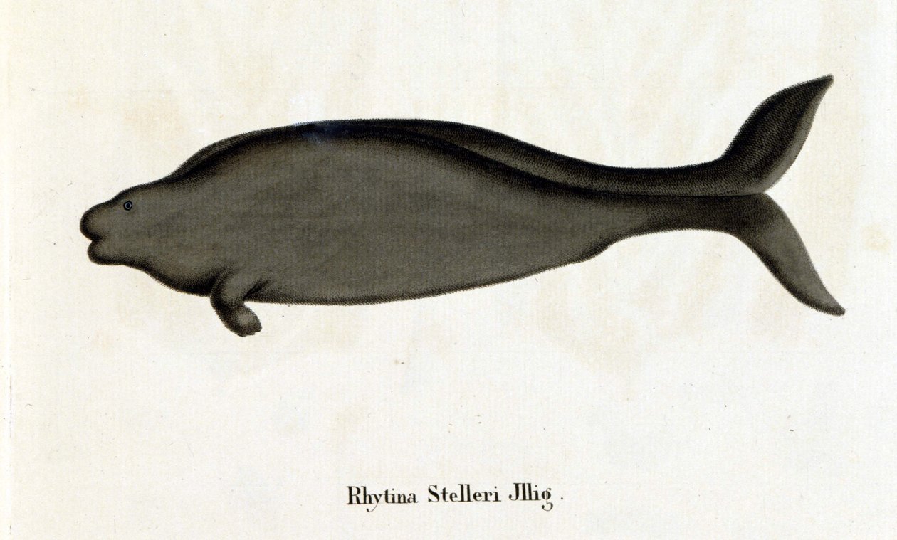 Rhytina Stelleri även kallad marinko Steller, exemplar försvann på 1700-talet. av Unknown artist