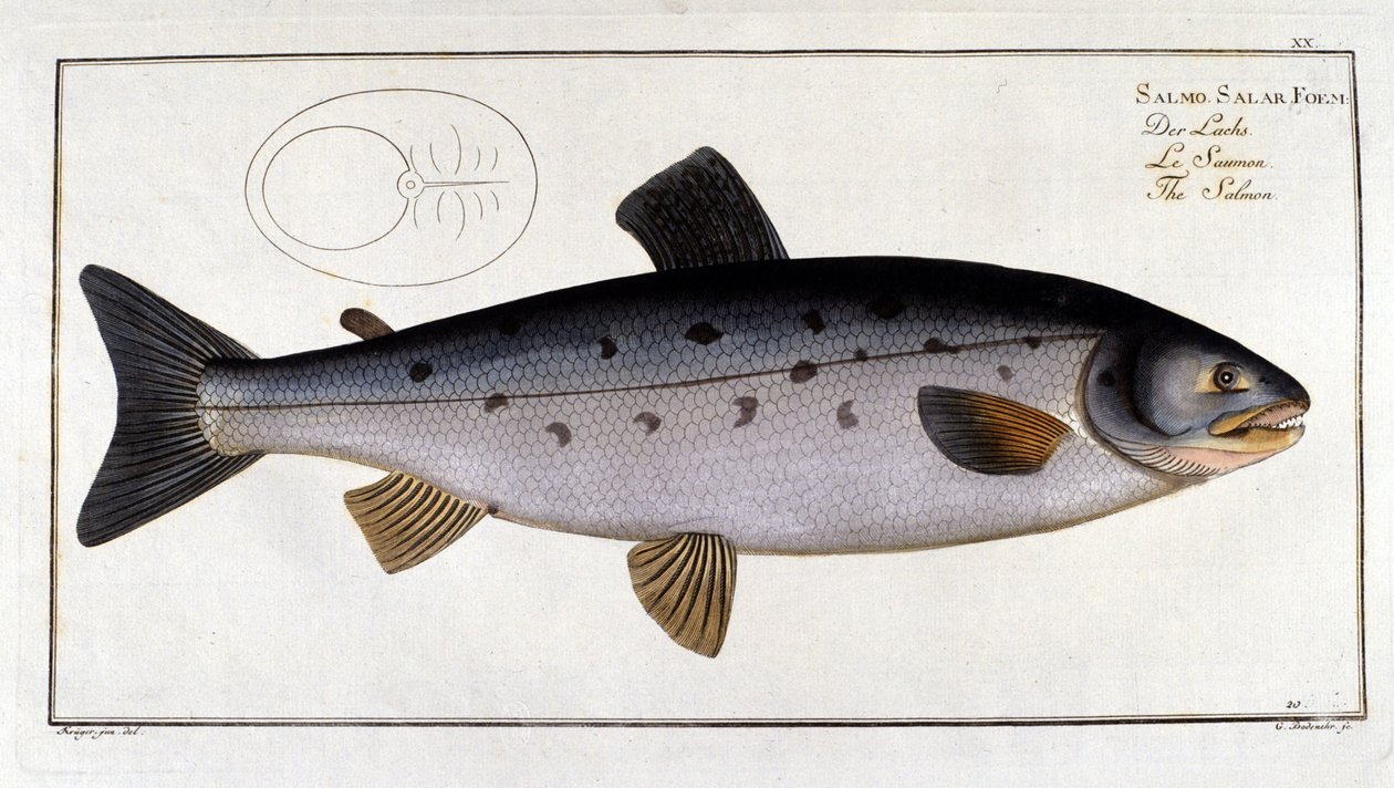 Lax (Salmo salar) av Marc Elieser Bloch Ichtyologie Paris - Berlin - London 1787. av Unknown artist