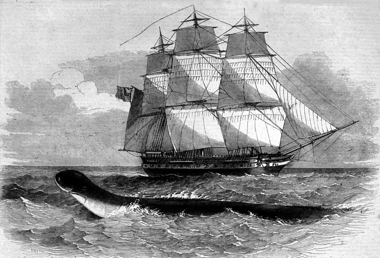 Sjömonster: uppkomsten av en sjöorm på Daedalus fregattvägen 1848. Gravyr från 1800-talet. av Unknown artist