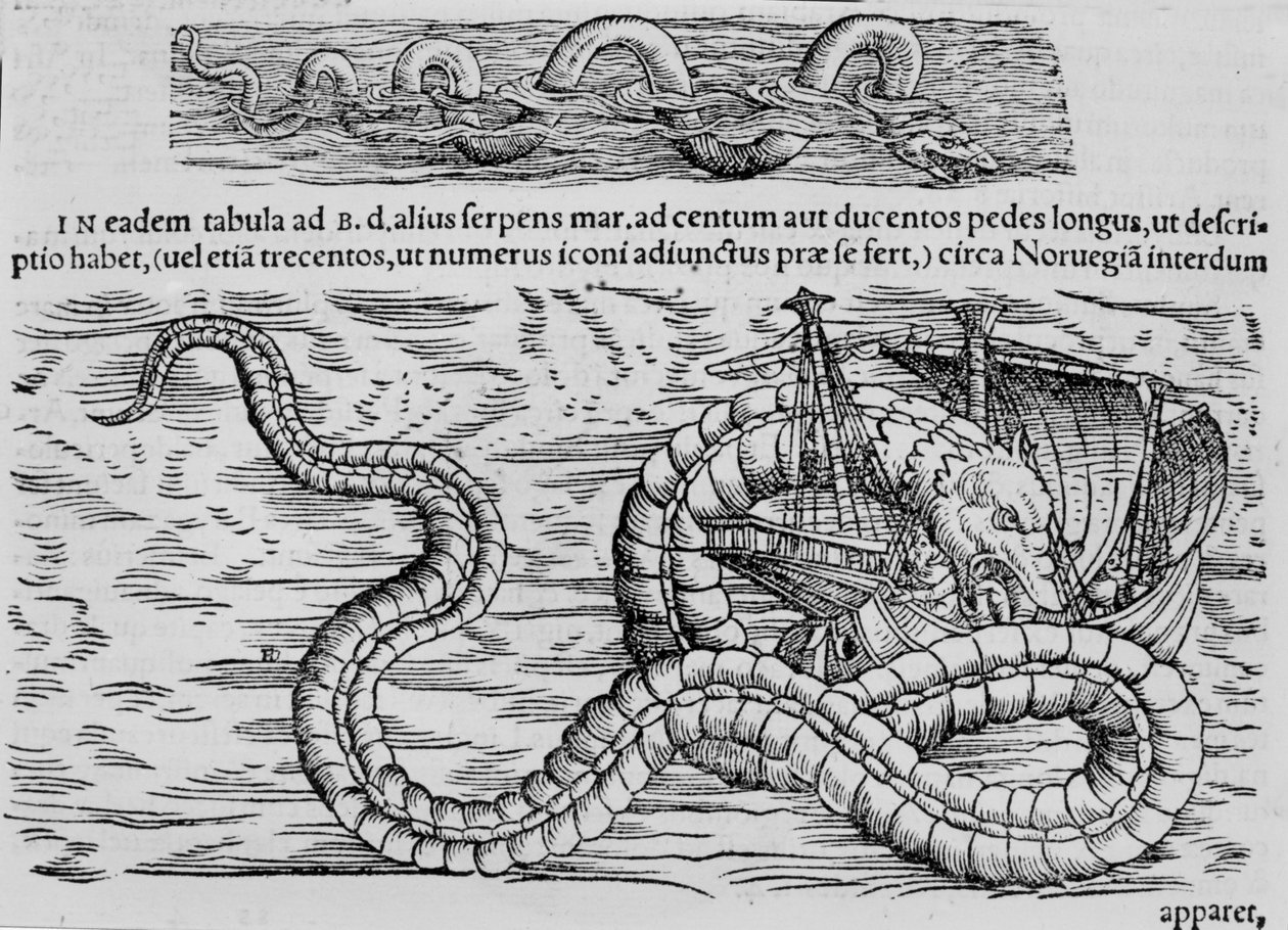 Sjöorm, marin varelse efter Conrad (= Konrad) Gesner av Unknown artist
