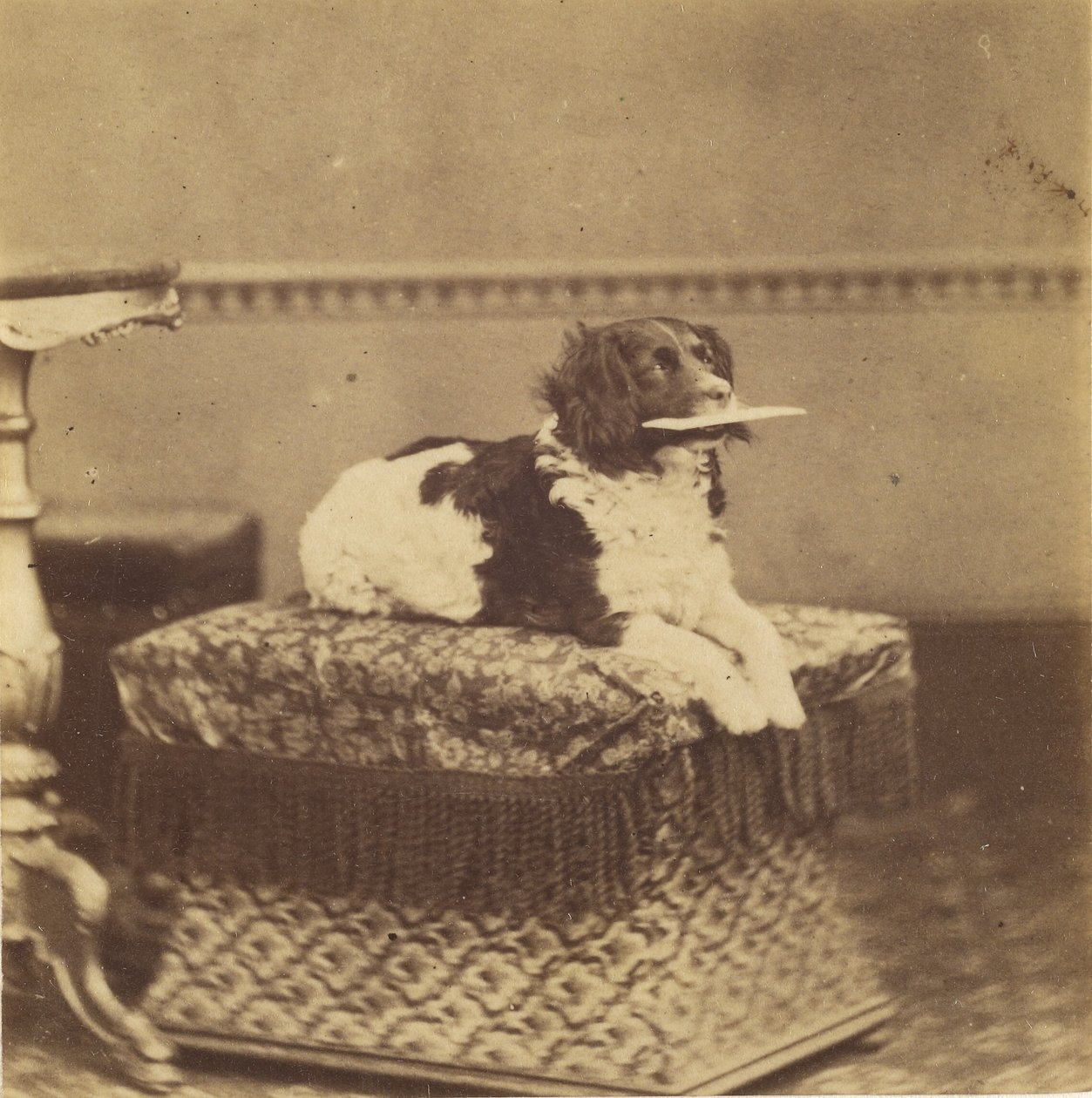 [Sittande hund med ett paket i munnen] av Unknown artist