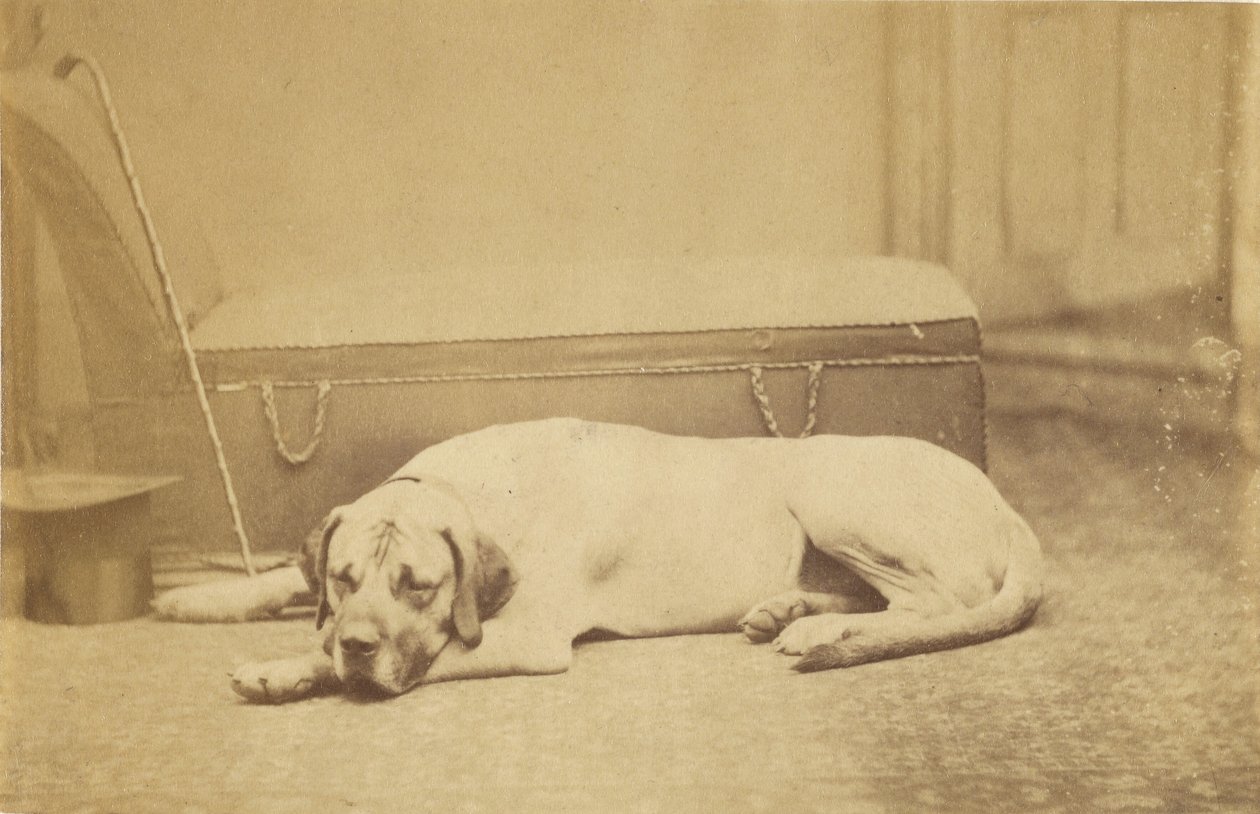 [Sleeping Dog] av Unknown artist
