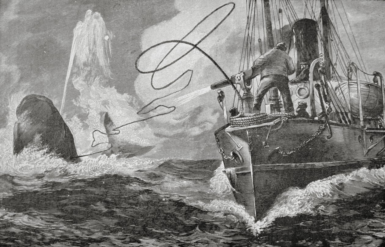 Ångare som valfångare av Unknown artist