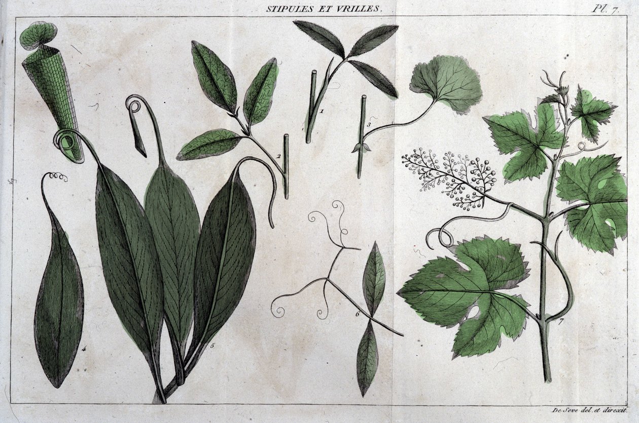 Stipuler och rankor: i "" Flora Françoise, eller en kort beskrivning av alla växter som växer naturligt i Frankrike, ordnade enligt en ny analysmetod som citerar deras minst tvetydiga dygder inom medicin och deras användbarhet i av Unknown artist