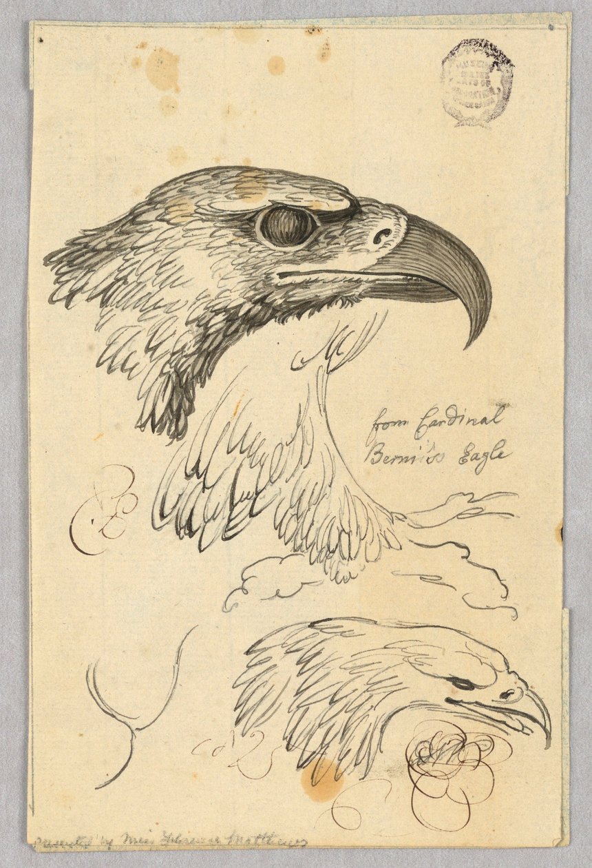 Studier av två örnhuvuden och en vinge, från kardinal Bernis örn av Unknown artist