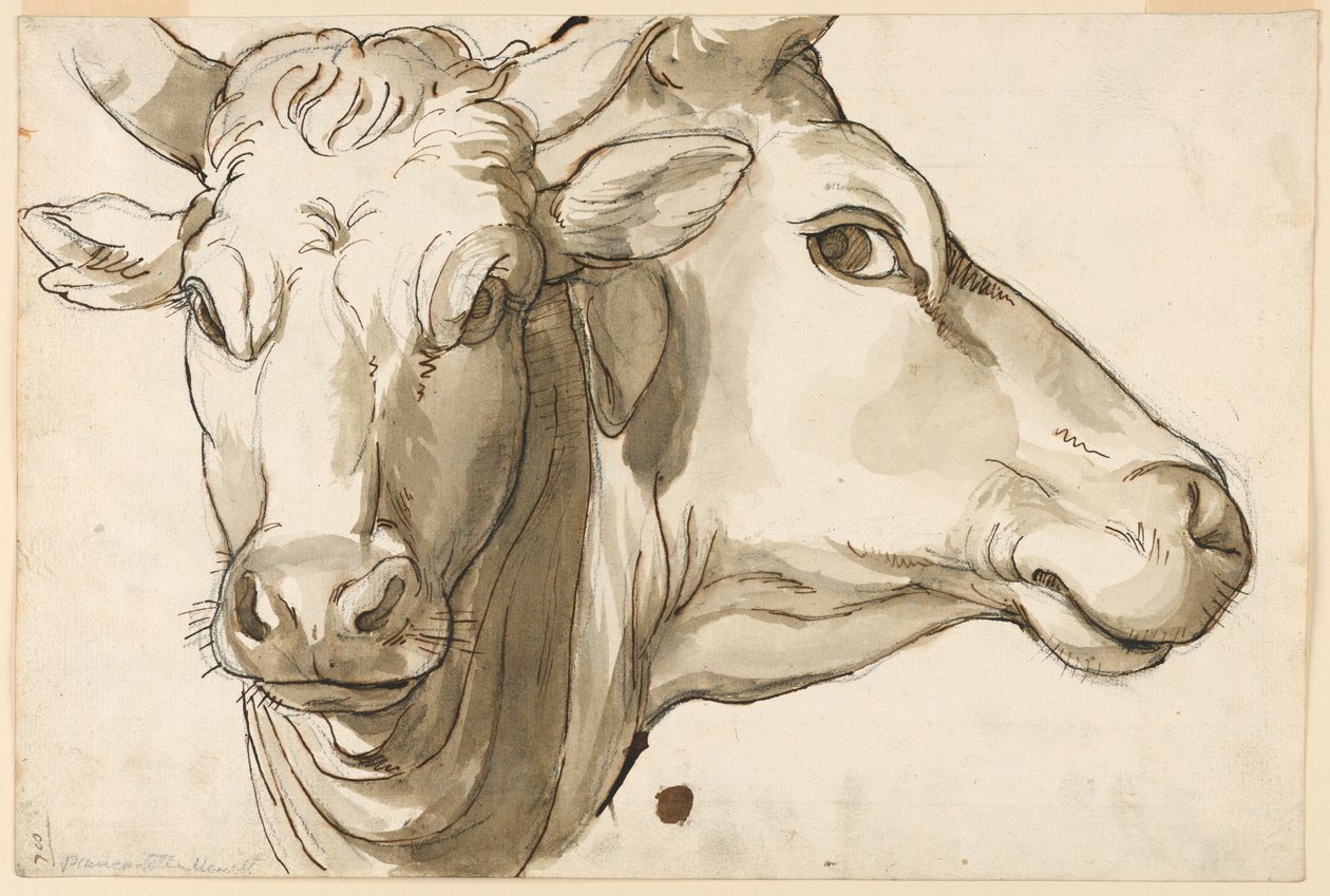 Studie av en ko av Unknown artist