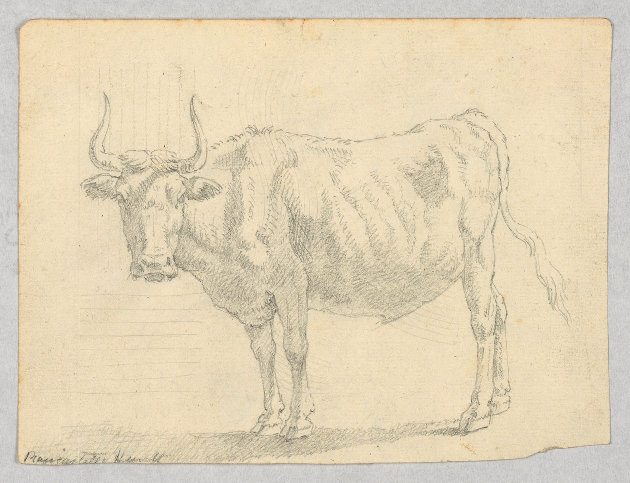 Studie av en ko av Unknown artist