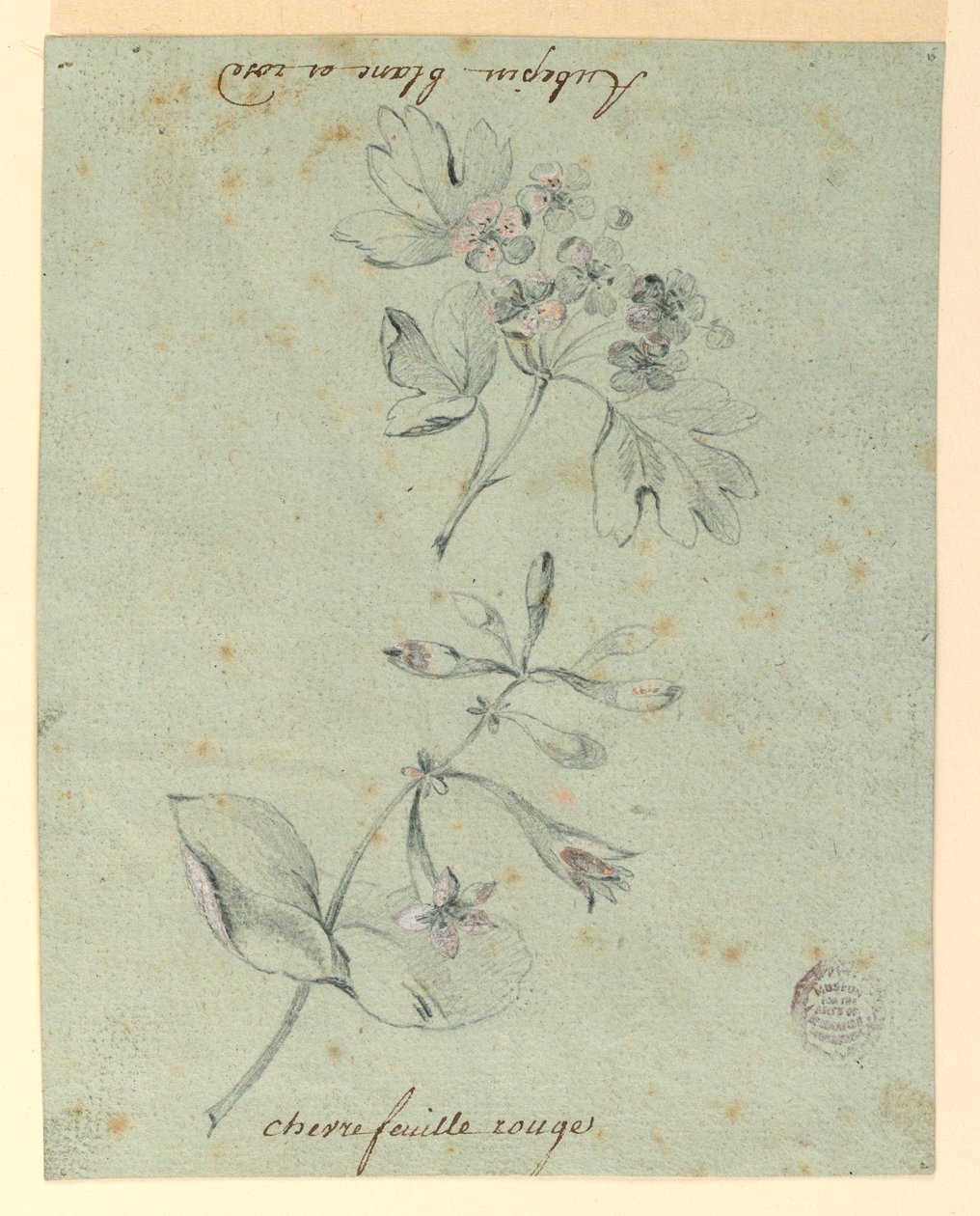 Studie av en Hawthorne och Honeysuckle Bough av Unknown artist