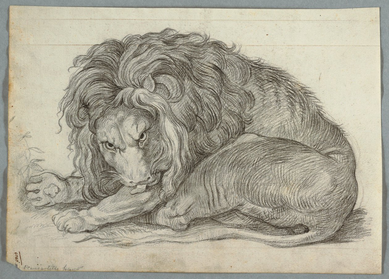 Studie av ett lejon av Unknown artist