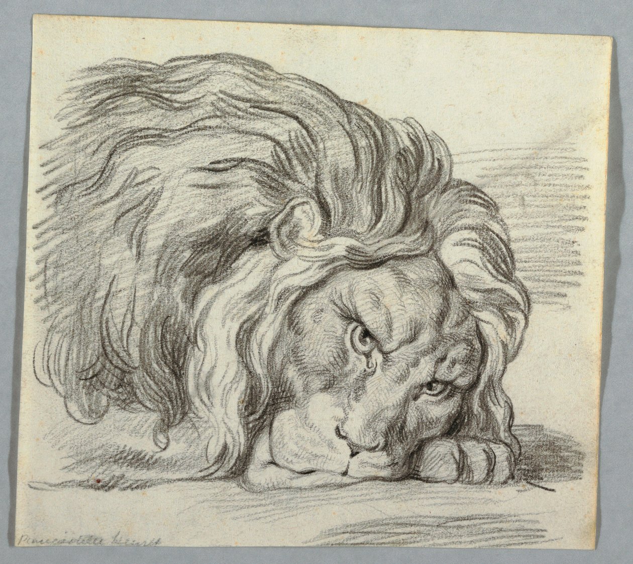Studie av ett lejon av Unknown artist