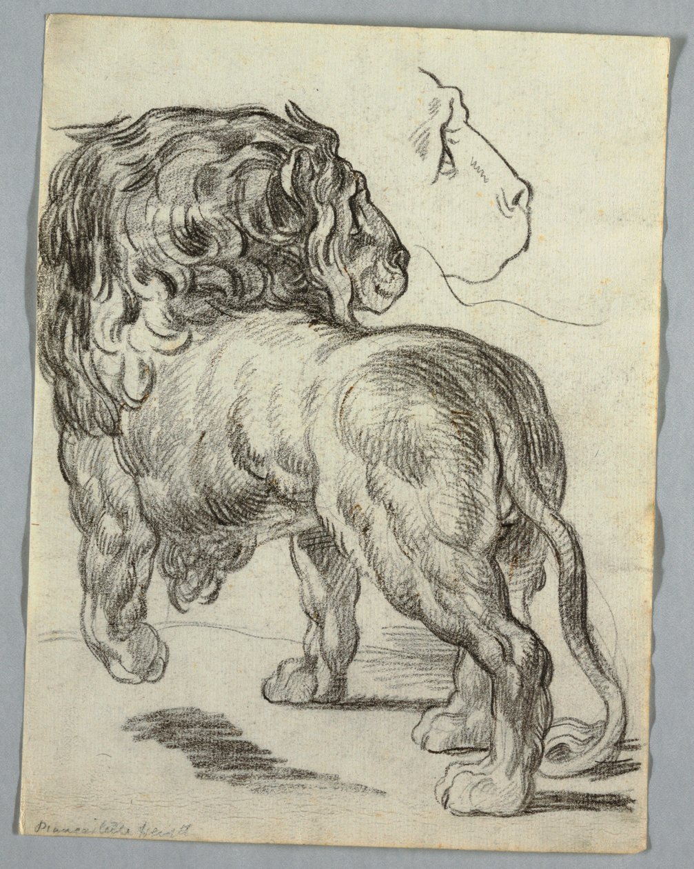 Studie av ett lejon av Unknown artist