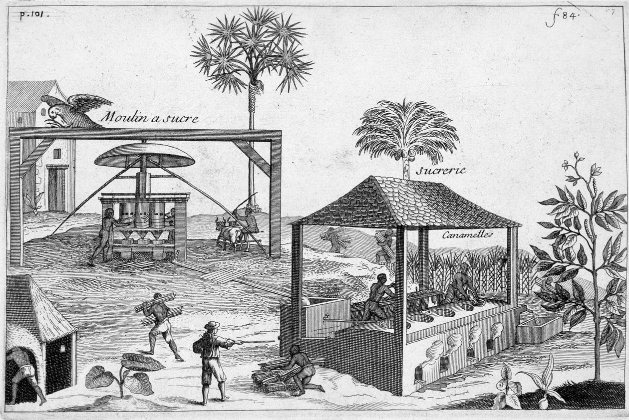 Sockertillverkning: Sockerkvarn och sockerkvarn - i "" General History of Drugs, Simple and Compounded"" av Pomet av Unknown artist