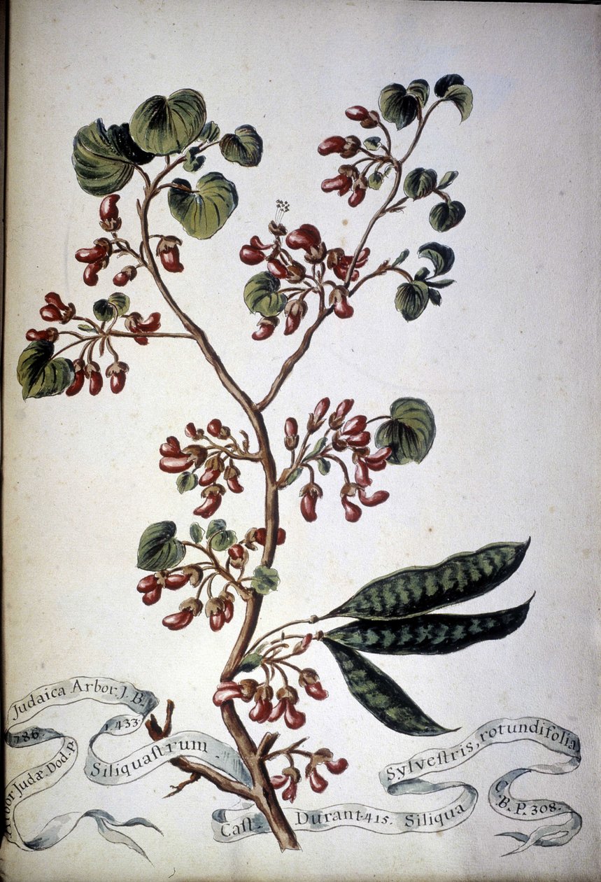 Sylvestris Rotundifolia. 1800-tals herbarium. av Unknown artist