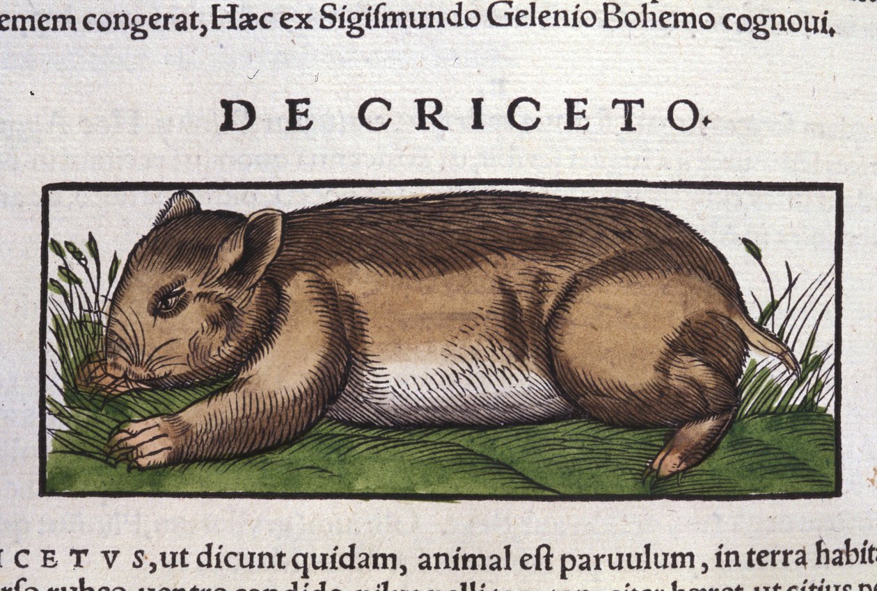 Hamstern i djurens historia av Conrad Gesner (1516 - 1565), Tiguri av Unknown artist
